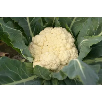 cauliflower (20)-4911507-69619.webp
